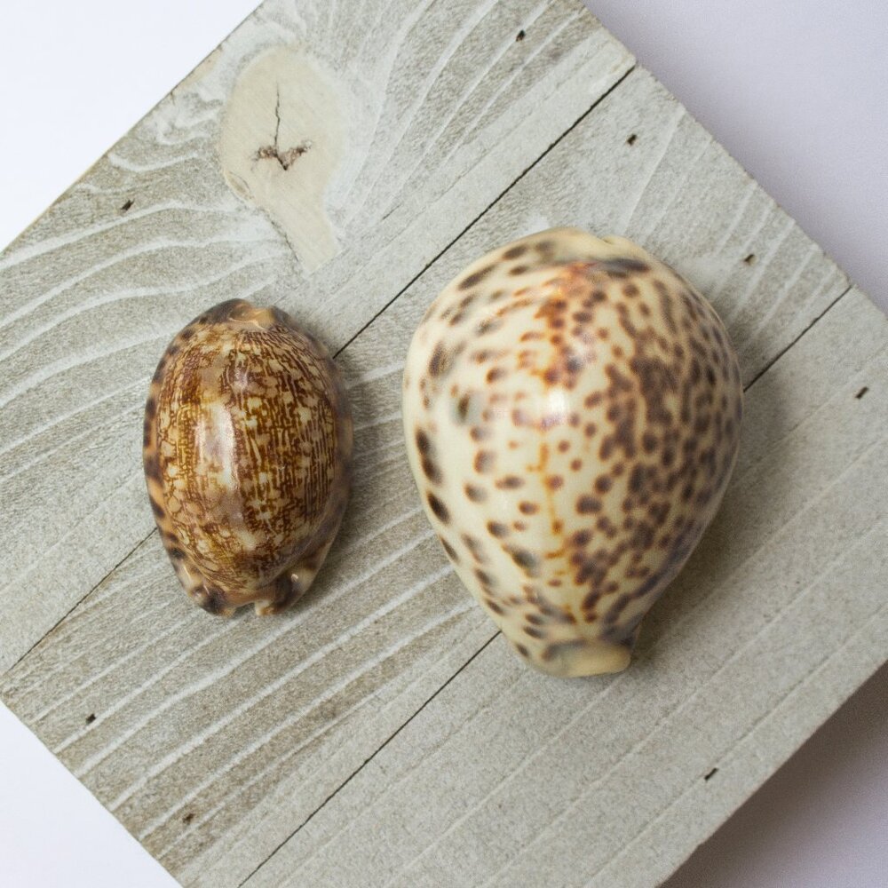 Tiger Cowrie and Arabian Cowrie (Cypraea tigris and Mauritia arabica)